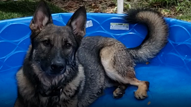 Rocket Posing In His Kiddie Pool